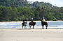 Cape Trib Horse Rides (11 am)