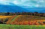 Yarra Valley Vineyards