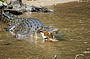 Estuarine Crocodile