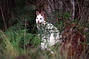 Bruny Island White Wallabies