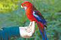 Grant's Reserve hand feeding Rosellas