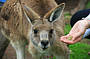 Feed the friendly kangaroos at Moonlit Sanctuary