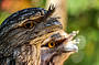 Tawny frogmouths at Moonlit Sanctuary