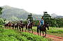 Cape Trib Horse Rides (8am)