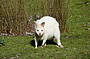 White wallaby