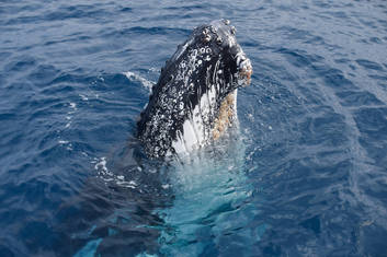 Humpback Whales