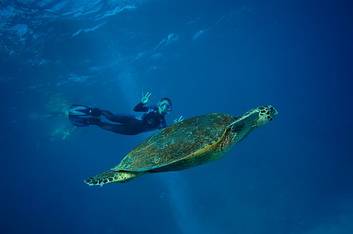 Great Barrier Reef Experience (Full Day)