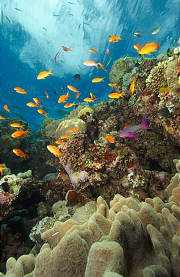 Coral Gardens, Ribbon Reefs