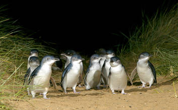 Penguin Parade